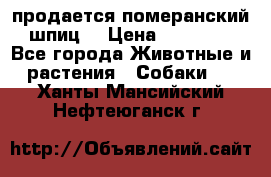 продается померанский шпиц  › Цена ­ 35 000 - Все города Животные и растения » Собаки   . Ханты-Мансийский,Нефтеюганск г.